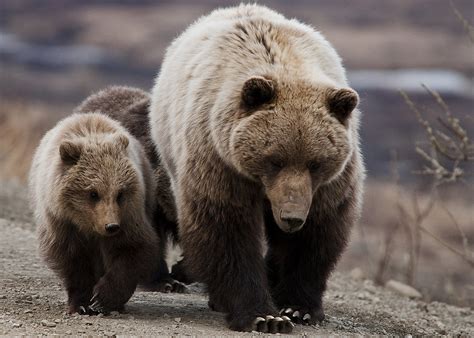 Grizzly Bear Sow And Cubs Nps Photo Tim Rains Check Ou Flickr