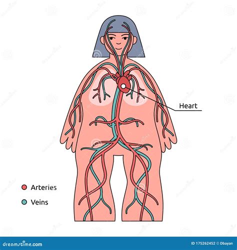 Infograf A Corporal Humana Sistema Circulatorio Cardiaco Y Vasos