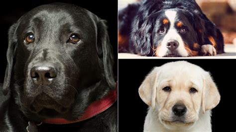 Scientists Take A Peek Behind Those Sad Puppy Dog Eyes 7news