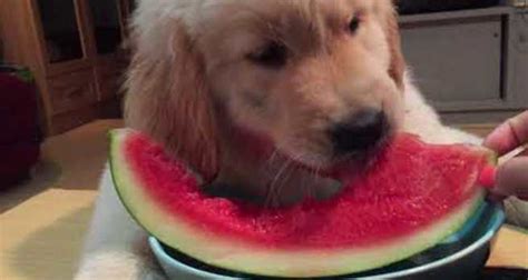 Happy Pup Devours A Slice Of Watermelon