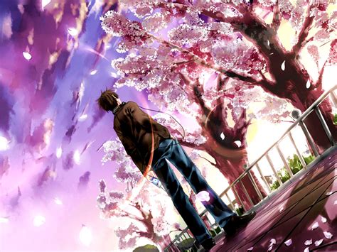 Anime And Anime Boy Image Boy Under The Cherry Blossom 1067x800