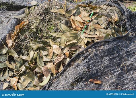Heap Of Dry Leaves And Waste Stock Photo Image Of Pile Flora 63598878