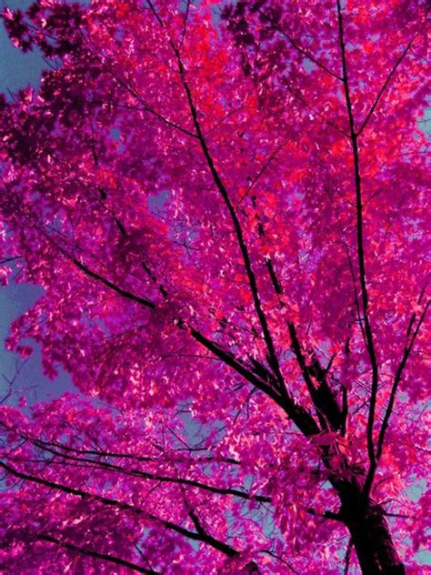 Transcend Photo Pink Trees Pink Photo Pink Aesthetic