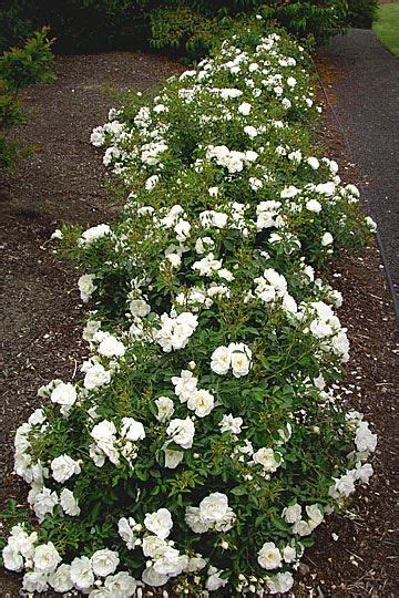 Best White Ground Cover Rose Ground Cover Good