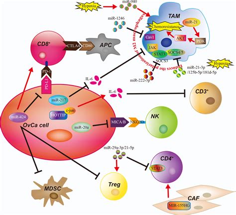 Frontiers Shaping Immune Responses In The Tumor Microenvironment Of