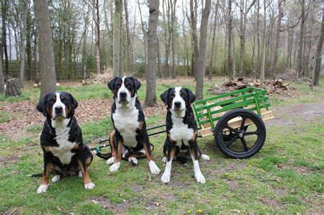 Thank you for taking the time to research and inquire about the greater swiss mountain dog. Dog breeders in ny, dog eating own poop bad