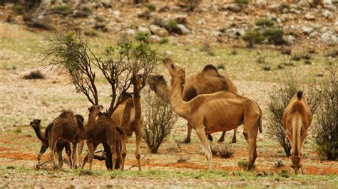 the strange story of australia s wild camel bbc travel