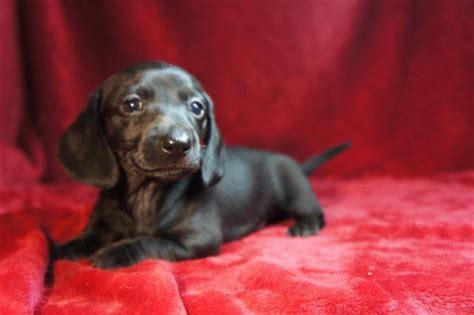 77 Miniature Dachshund Puppies For Sale Washington State Pic