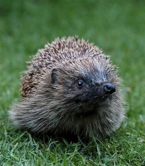 European Hedgehog Population Size & Density | Wildlife Online