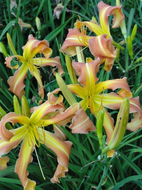 Daylily Haiku Thursday Filling The Frame A Girl And Her Garden