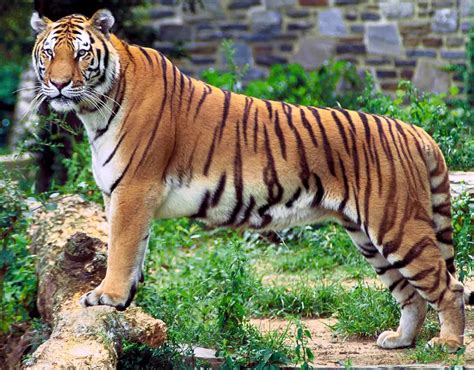 Tigre Malaio Características Fotos E Nome Científico Mundo Ecologia