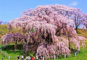 三春の滝桜 に対する画像結果