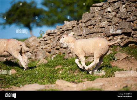 Spring Lambs Jumping Hi Res Stock Photography And Images Alamy