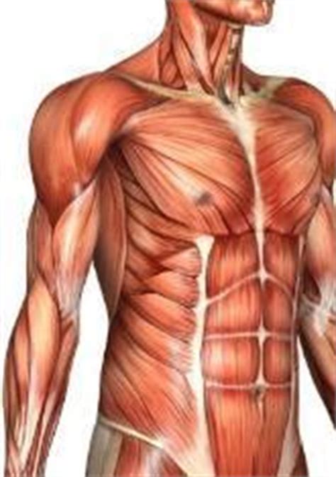 Anatomy is to physiology as geography is to history: Chest Exercises