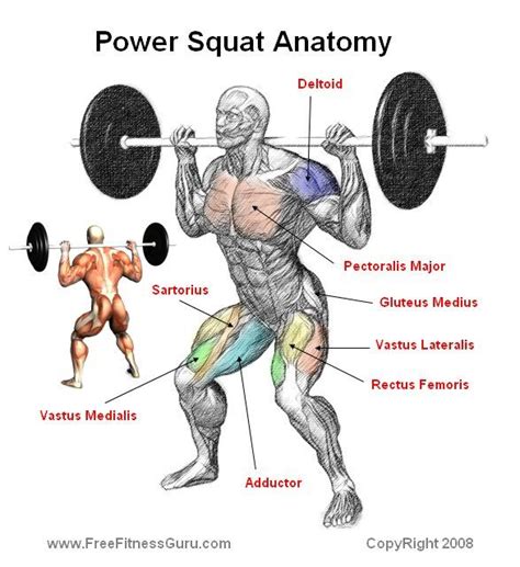 Release, lengthen, realign and balance the muscles of your front body. FreeFitnessGuru - Power Squat Anatomy | Squat workout, Muscle fitness, Anatomy
