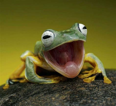 100 Funny Frog Pictures