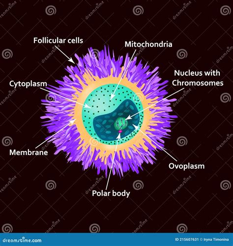 The Structure of the Egg. Ovum Anatomy Stock Vector - Illustration of