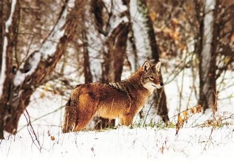New York Legislature Passes Bill Banning Coyote Hunting Contests