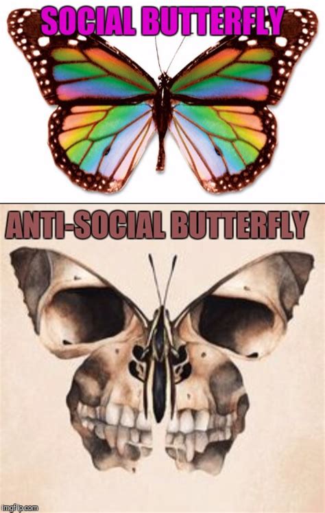 image tagged in memes butterfly imgflip