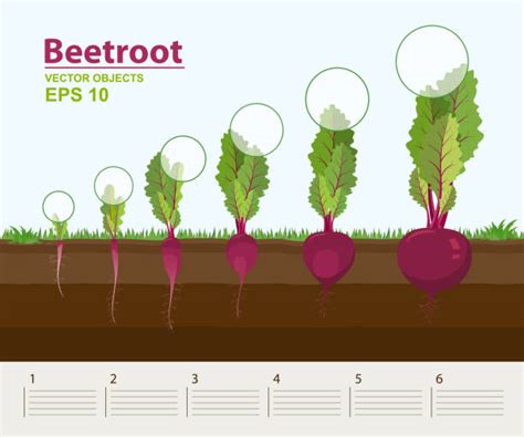 Beet Sprouts Stock Photos Pictures And Royalty Free Images Istock