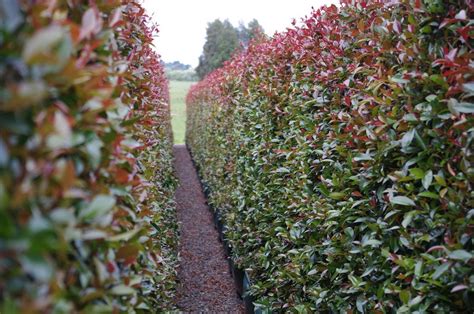 'nellie stevens' is a popular holly variety for screens and hedging. Top Screening Plants for your Garden and Hedging Shrubs