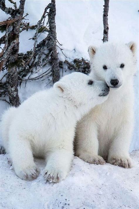 Polar Bear Cubs Nuzzling Each Other Animals And Pets Funny Animals