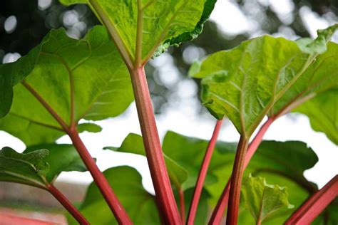 How To Plant Rhubarb Bbc Gardeners World Magazine