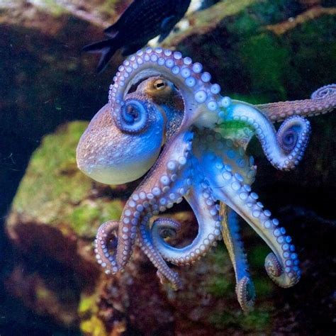 Octopus Das Meer Ist Sehr Gefährdet Wie Auch Dieses Tier Den Riesen