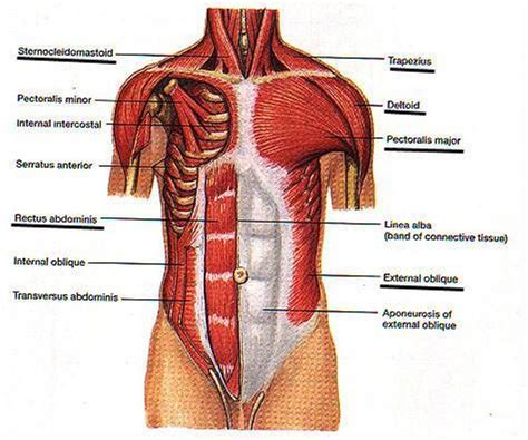 Muscles Of The Chest And Abdomen Labeled Normal Anatomy Of The Sexiz Pix