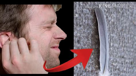 How To Scratch Itchy Ears Diy How To Scratch Ears Youtube