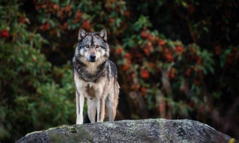 Takaya Le Célèbre Loup Solitaire De Vancouver Abattu Et Tué Par Un
