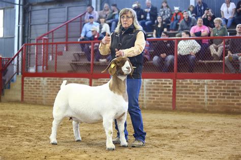 Boer Goat Buck Head