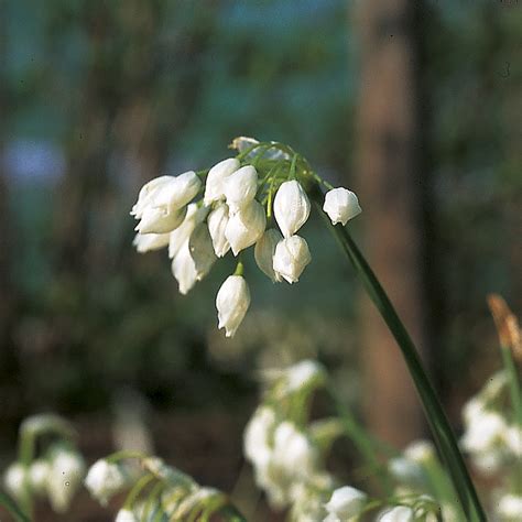 Ail paradoxal Allium paradoxum var normale Bulbe décoratif utile