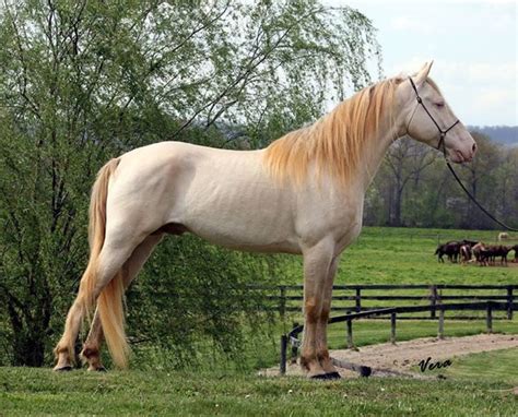 Perlino Horse Color