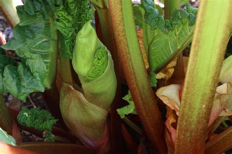 Rhubarb Flowers What To Do When Rhubarb Bolts And Goes To Seed The