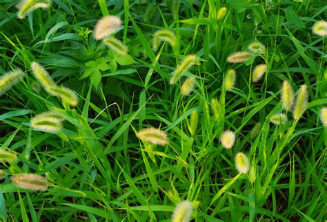 Weed Wednesday Yellow Foxtail Experigreen