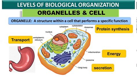 Lec 4 Levels Of Biological Organization 1st Year Biology Youtube Gambaran