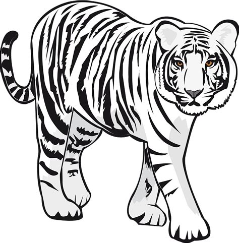 White Tiger Png Hd Clipart Full Size Clipart Vrogue Co