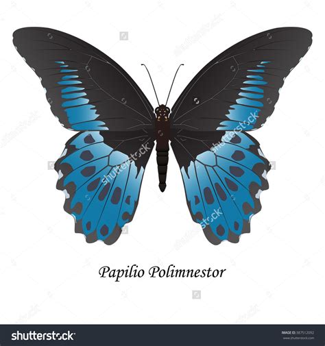 Papilio Clipart 20 Free Cliparts Download Images On Clipground 2024