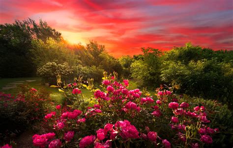 Wallpaper Sunset Flowers Nature Roses Garden Al The Bushes Rose