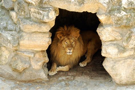 Daniel 6 Daniel In The Lions Den