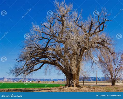 Massive Cottonwood Tree Stock Image Image Of Migratory 113365779