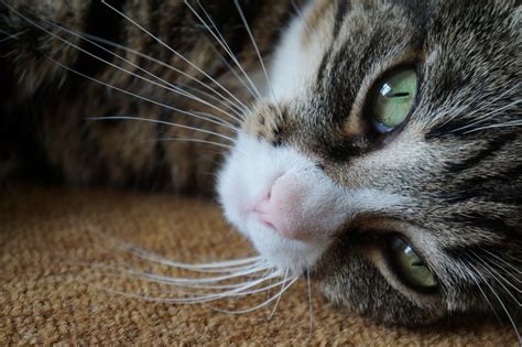 Ever wonder why your cat makes those sounds? Why Do Cats Meow: Understand the Behavior