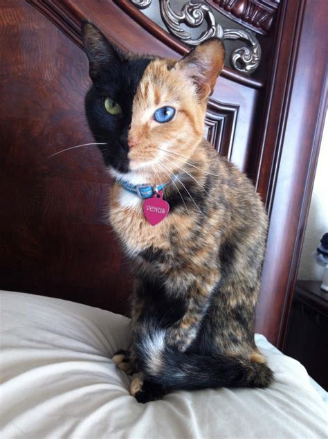 Is Venus The Two Faced Cat Really A Chimera