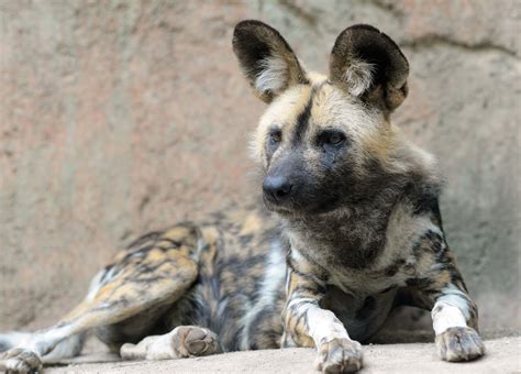 21.05.2020 · african painted dog puppies on radio.com: International Experts on African Painted Dogs Convene at Chicago's Brookfield Zoo - National ...