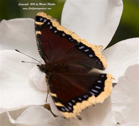 Mourning Cloak Butterfly Nymphalis Antiopa California Gardens