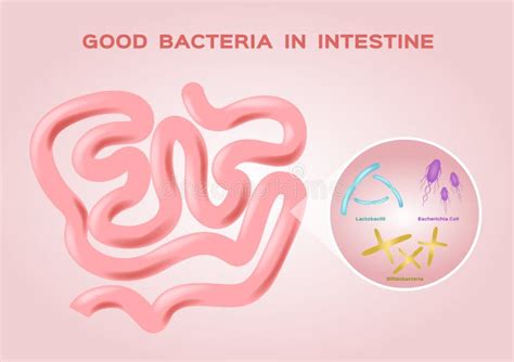 Good Bacteria And Bad Bacteria In Human Intestines Bifidobacteria