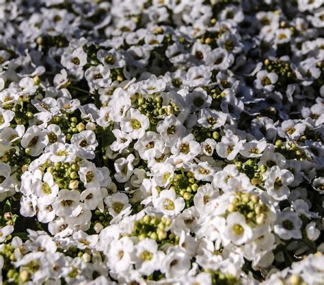 Lobularia Maritima Snow Crystals Sweet Alyssum Cristinas Garden