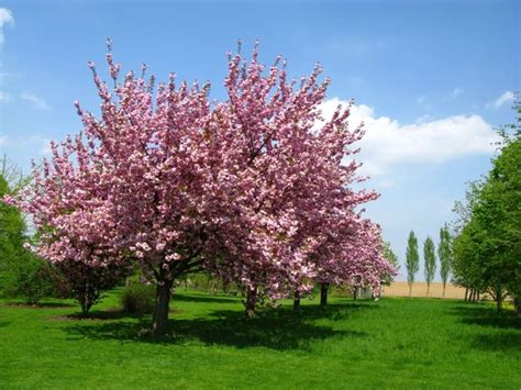La fecondazione dei fiori operata dall'impollinazione determina il passaggio da fiore a frutto. Il ciliegio da fiore - Alberi - Coltivare ciliegio