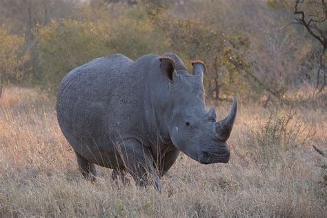 Rhino Poaching On The Rise Across South Africa Rhino Review